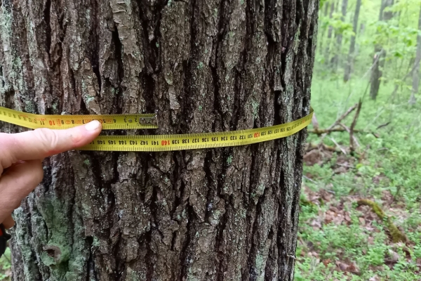 Ogłoszenie - Działka leśna. Zdjęcie 1