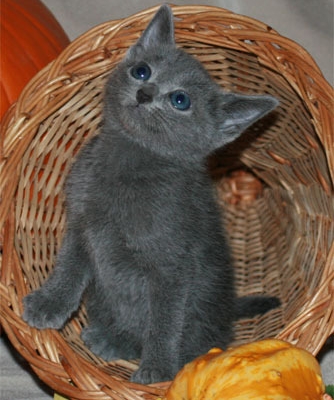 Ogłoszenie - Kocięta Rosyjskie Niebieskie. Napisz do nas na WhatsApp: +447490124950. Zdjęcie 2