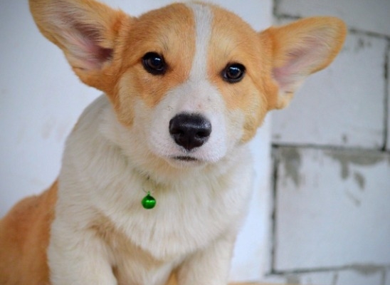 Ogłoszenie - Welsh Corgi Pembroke – Piękne szczenięta. Zdjęcie 1