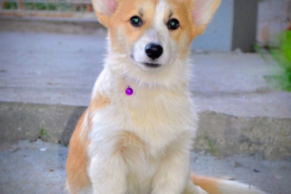 Ogłoszenie - Welsh Corgi Pembroke – Piękne szczenięta. Zdjęcie 5