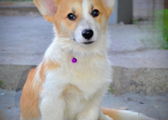 Ogłoszenie - Welsh Corgi Pembroke – Piękne szczenięta. Zdjęcie 2