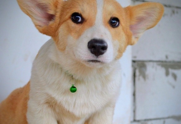 Ogłoszenie - Welsh Corgi Pembroke – Piękne szczenięta. Zdjęcie 3