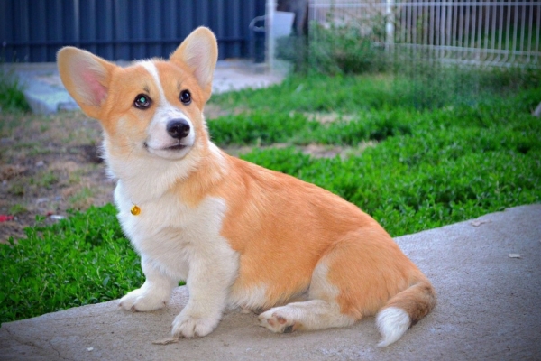 Ogłoszenie - Welsh Corgi Pembroke – Piękne szczenięta. Zdjęcie 9