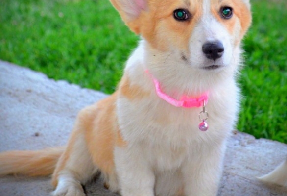 Ogłoszenie - Welsh Corgi Pembroke – Piękne szczenięta. Zdjęcie 4