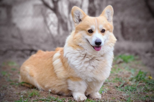 Ogłoszenie - Welsh Corgi Pembroke – Piękne szczenięta. Zdjęcie 6