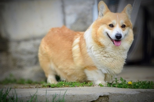 Ogłoszenie - Welsh Corgi Pembroke – Piękne szczenięta. Zdjęcie 8