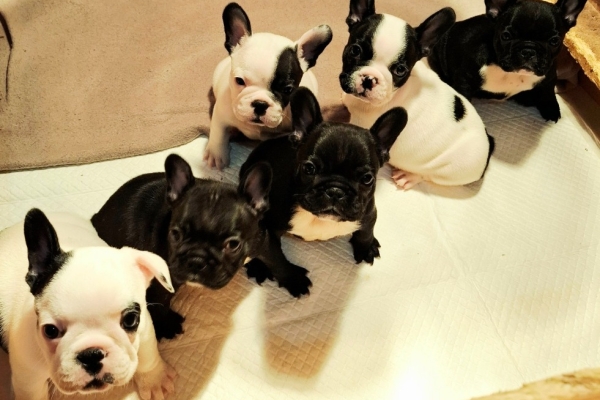 Ogłoszenie - Buldog francuski – szczenięta najwyższej klasy. Zdjęcie 10