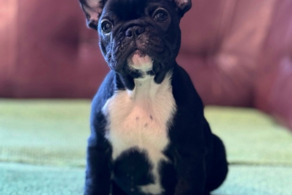 Ogłoszenie - Buldog francuski – szczenięta najwyższej klasy. Zdjęcie 2