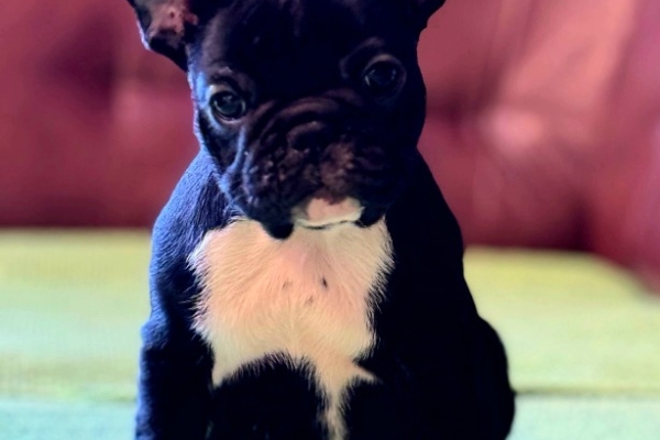 Ogłoszenie - Buldog francuski – szczenięta najwyższej klasy. Zdjęcie 4