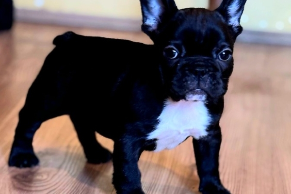 Ogłoszenie - Buldog francuski – szczenięta najwyższej klasy. Zdjęcie 3