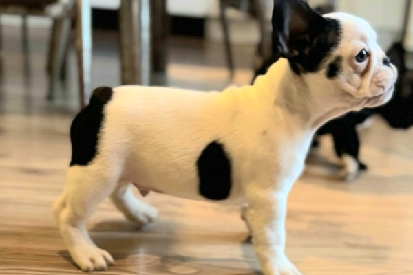 Ogłoszenie - Buldog francuski – szczenięta najwyższej klasy. Zdjęcie 8