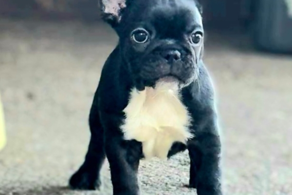 Ogłoszenie - Buldog francuski – szczenięta najwyższej klasy. Zdjęcie 5