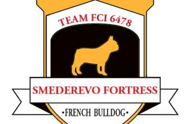 Ogłoszenie - Buldog francuski – szczenięta najwyższej klasy. Zdjęcie 7