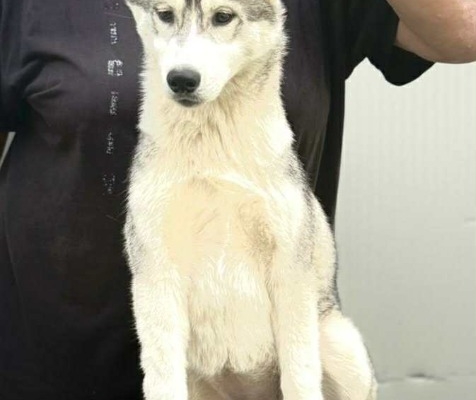 Ogłoszenie - Siberian Husky – suczka szczeniak. Zdjęcie 1