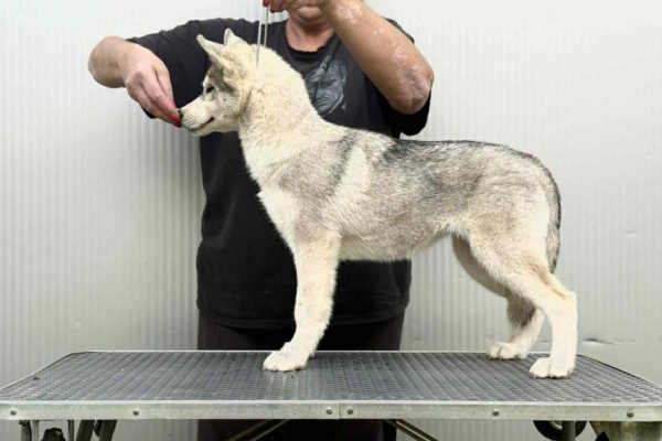 Ogłoszenie - Siberian Husky – suczka szczeniak. Zdjęcie 2