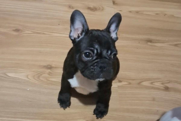 Ogłoszenie - Buldog Francuski – piękne szczenięta. Zdjęcie 6