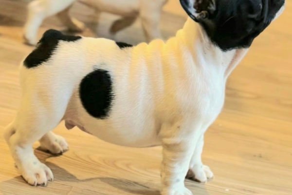 Ogłoszenie - Buldog Francuski – piękne szczenięta. Zdjęcie 4