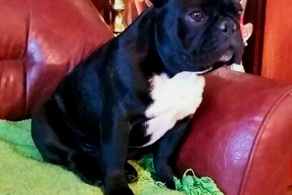 Ogłoszenie - Buldog Francuski – piękne szczenięta. Zdjęcie 5