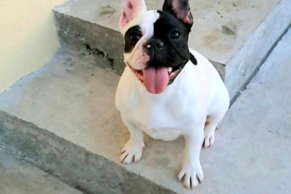 Ogłoszenie - Buldog Francuski – piękne szczenięta. Zdjęcie 1