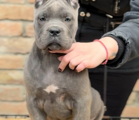 Ogłoszenie - Cane Corso szczenięta. Zdjęcie 1