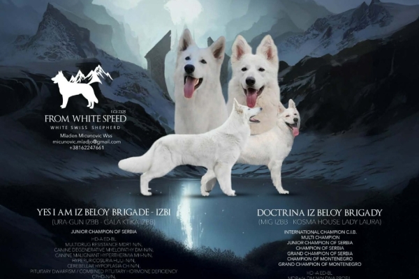 Ogłoszenie - Biały Owczarek Szwajcarski – Szczenięta. Zdjęcie 6