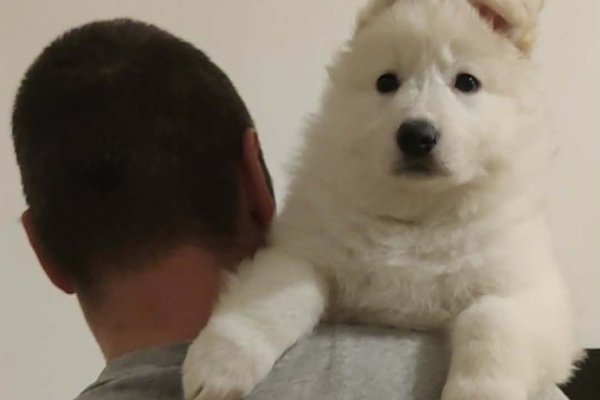 Ogłoszenie - Biały Owczarek Szwajcarski – Szczenięta. Zdjęcie 2