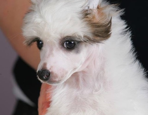 Ogłoszenie - Chiński Grzywacz – szczenięta na sprzedaż. Zdjęcie 2