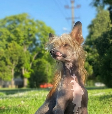 Ogłoszenie - Chiński Grzywacz – szczenięta na sprzedaż. Zdjęcie 1