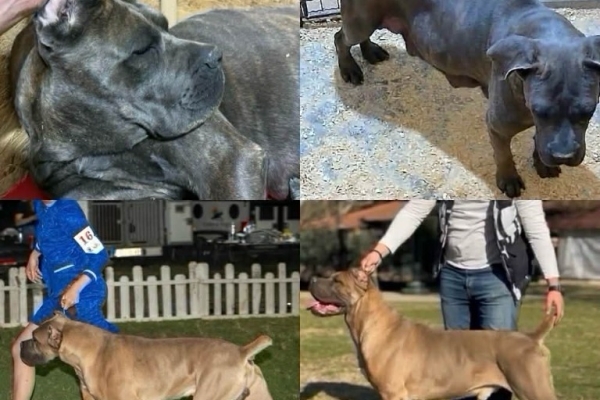 Ogłoszenie - Cane Corso szczenięta. Zdjęcie 8