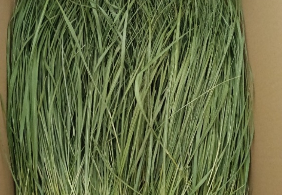 Ogłoszenie - Trawa żubrowa / żubrówka. Zdjęcie 4