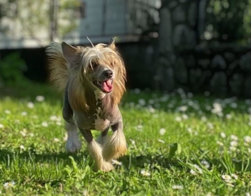 Ogłoszenie - Chiński Grzywacz – szczenięta na sprzedaż. Zdjęcie 6