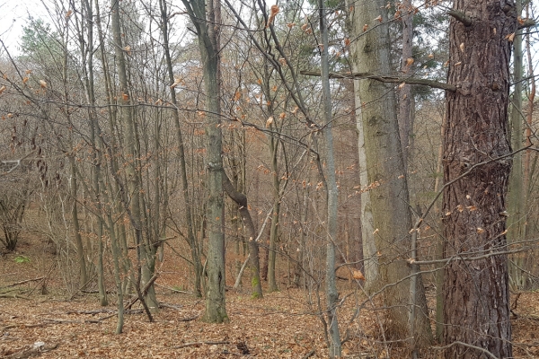 Ogłoszenie - Uzbrojona działka widokowa na wzgórzu – 3 min od Soliny + własny las!. Zdjęcie 9