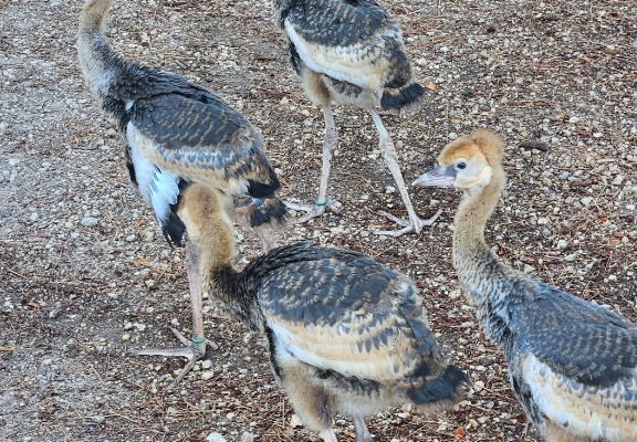 Ogłoszenie - Koronnik szary. Zdjęcie 2