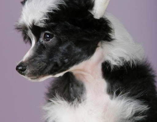 Ogłoszenie - Chiński Grzywacz – szczenięta na sprzedaż. Zdjęcie 4