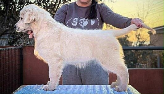 Ogłoszenie - Golden Retriever – Szczeniak. Zdjęcie 1