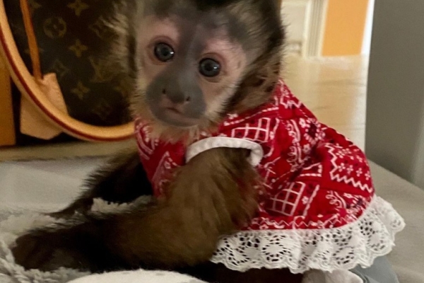 Ogłoszenie - Dostępne są małpki kapucynki.. Zdjęcie 2