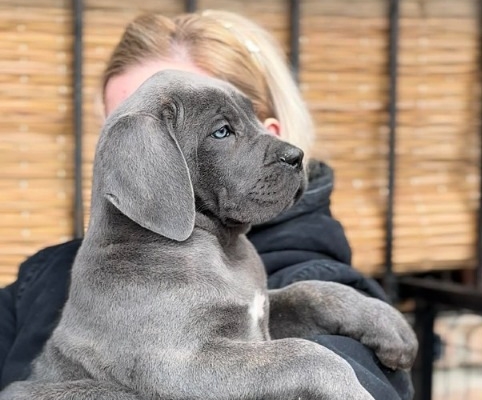 Ogłoszenie - Cane Corso szczenięta. Zdjęcie 6