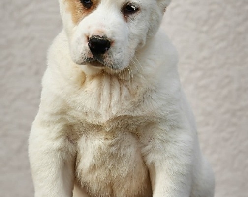 Ogłoszenie - Owczarek Środkowoazjatycki – szczenięta najwyższej jakości. Zdjęcie 9