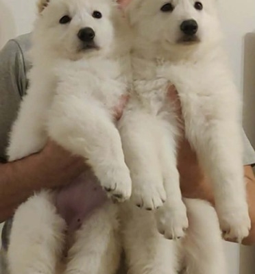 Ogłoszenie - Biały Owczarek Szwajcarski – Szczenięta. Zdjęcie 1