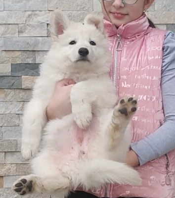 Ogłoszenie - Biały Owczarek Szwajcarski – Szczenięta. Zdjęcie 4