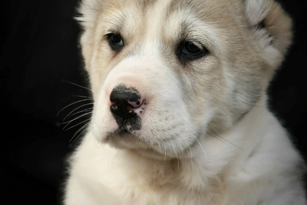 Ogłoszenie - Owczarek Środkowoazjatycki – szczenięta najwyższej jakości. Zdjęcie 1