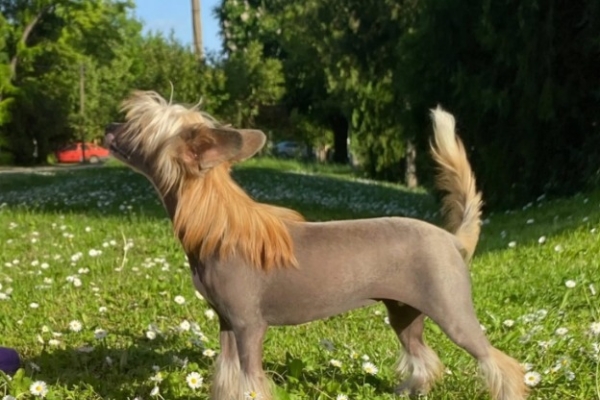 Ogłoszenie - Chiński Grzywacz – szczenięta na sprzedaż. Zdjęcie 8