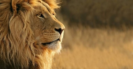 Ogłoszenie - Traditional Healer  ♥✯✨+277*9029 *3623 ✨  ✯♥✯Sangoma, Bring back lost lover / love spell caster IN Kimberley , Kirkwood. Zdjęcie 1