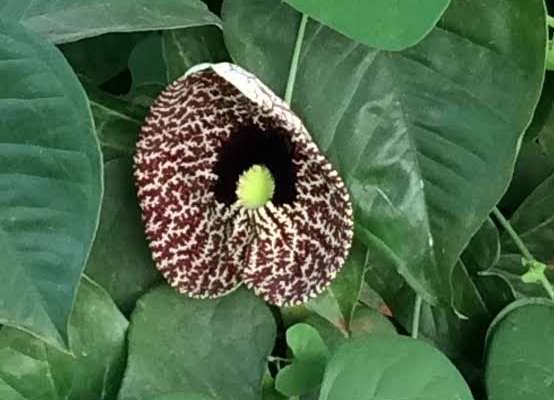 Ogłoszenie - TRADITIONAL HEALER IN Newcastle  [✨+277*9029 *3623 ✨ ]] ⓶SANGOMA / SPIRITUAL HEALER in Amanzimtoti, Bergville, Blouberg,. Zdjęcie 1