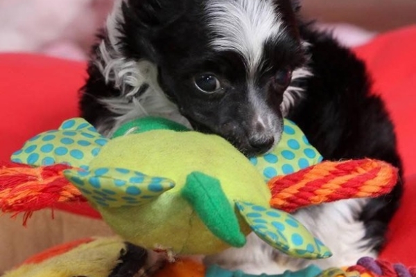 Ogłoszenie - Chiński Grzywacz – szczenięta na sprzedaż. Zdjęcie 7