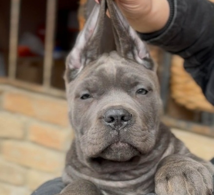 Ogłoszenie - Cane Corso szczenięta. Zdjęcie 2