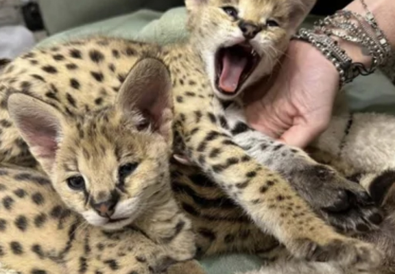 Ogłoszenie - Wyjątkowy serwal: elegancja sawanny w Twoim domu. Zdjęcie 1