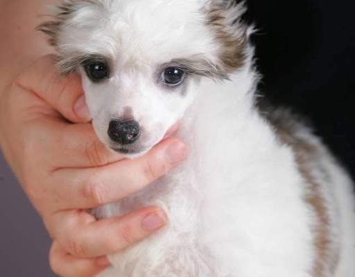 Ogłoszenie - Chiński Grzywacz – szczenięta na sprzedaż. Zdjęcie 3