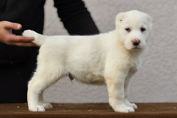 Ogłoszenie - Owczarek Środkowoazjatycki – szczenięta najwyższej jakości. Zdjęcie 10