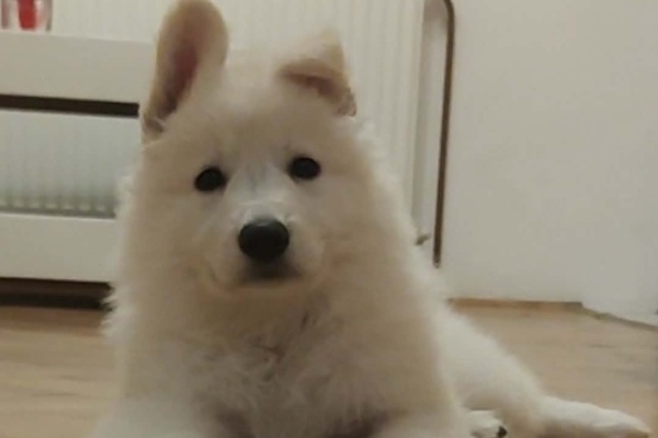 Ogłoszenie - Biały Owczarek Szwajcarski – Szczenięta. Zdjęcie 3